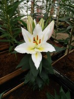 [5316 Sunny Azores No02.JPG]